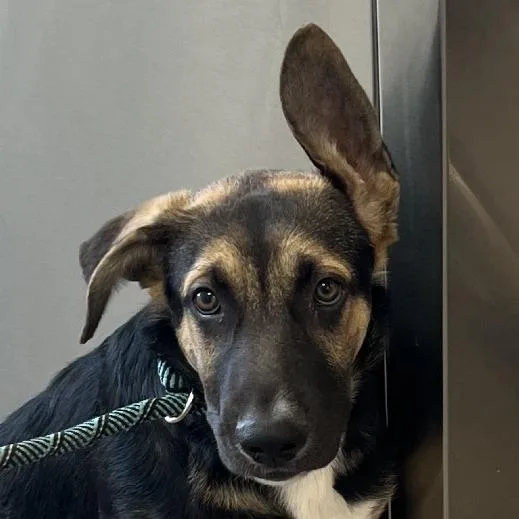 A baby medium-sized male Black Mixed Breed dog named Zulos for adoption in Las Cruces, NM