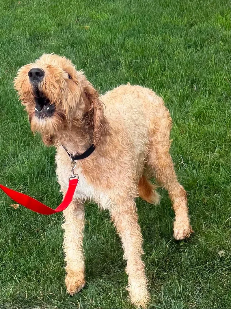 An adult medium-sized female Golden Retriever dog named Freda for adoption in Havertown, PA