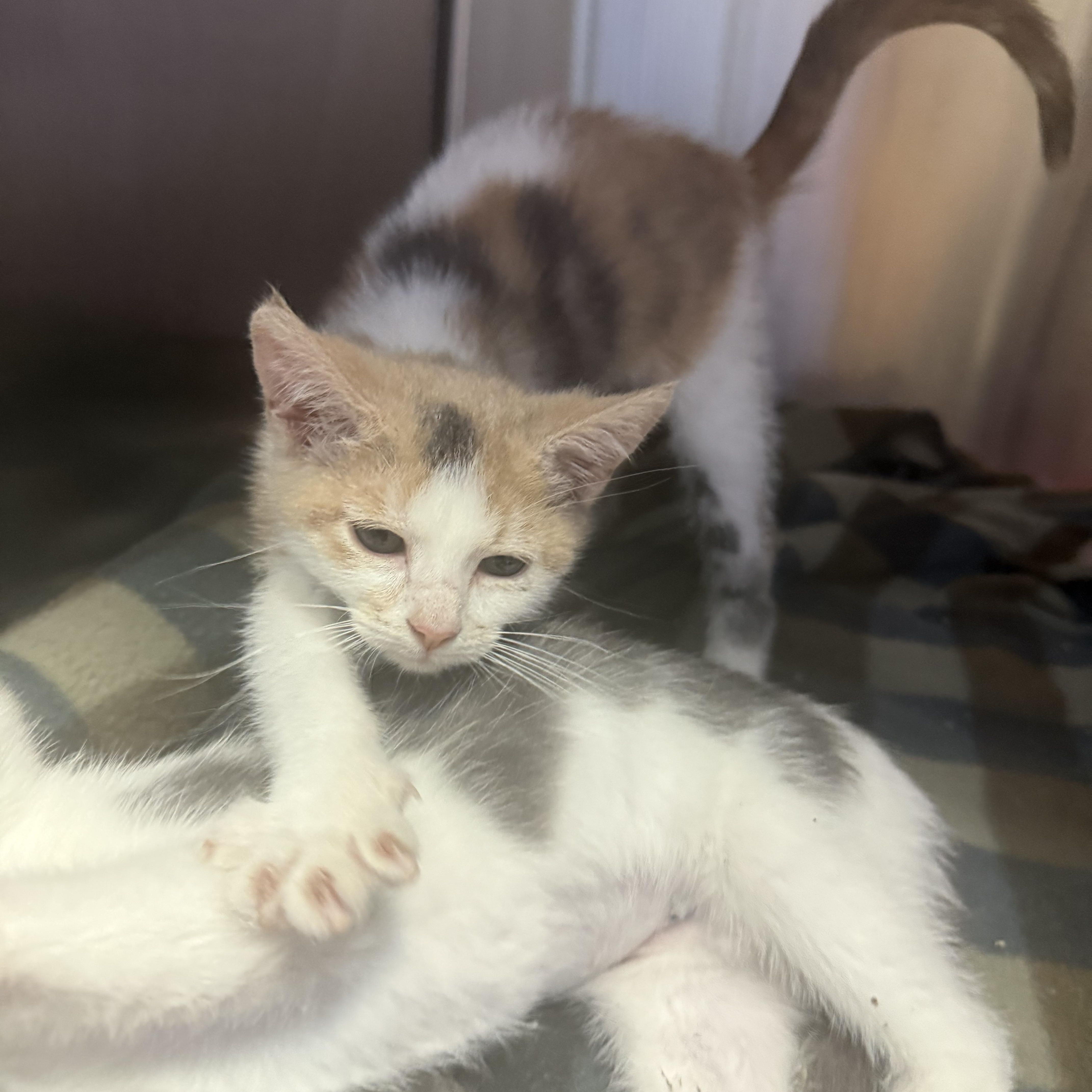 A young medium-sized female Dilute Calico Domestic Short Hair cat named Roo for adoption in Brookings, SD