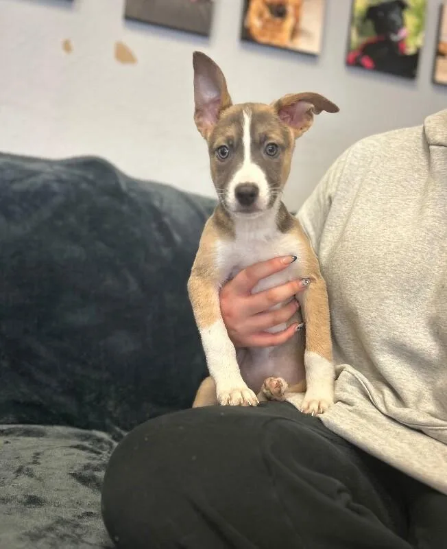 A baby medium-sized female Gray / Blue / Silver Pit Bull Terrier dog named Sally Carrera for adoption in Van Nuys, CA