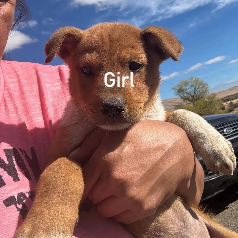 A baby medium-sized female Cattle Dog dog named Spoon for adoption in Tacoma, WA