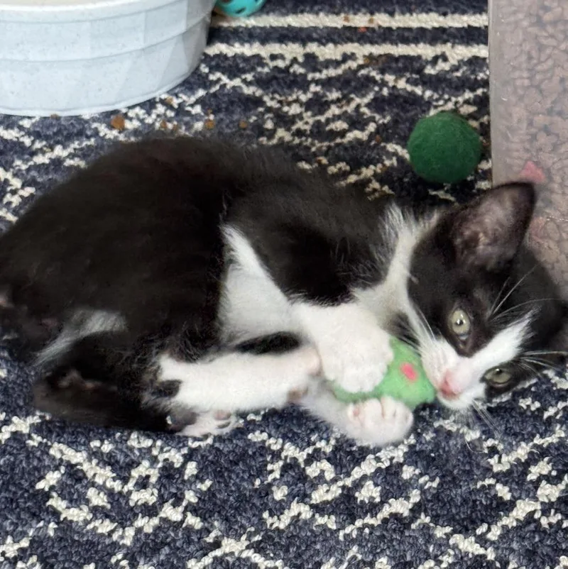 A baby medium-sized male Black & White / Tuxedo Domestic Short Hair cat named Mantleclaw for adoption in Clinton Township, MI