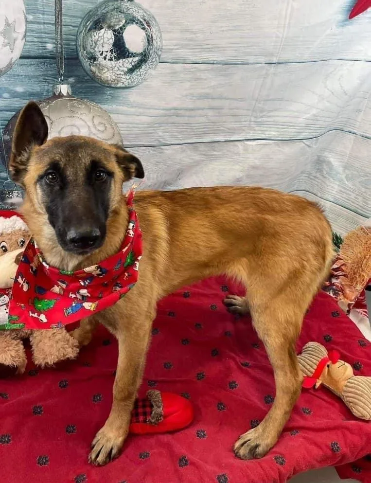 Foxy  Located In thumbnail 3