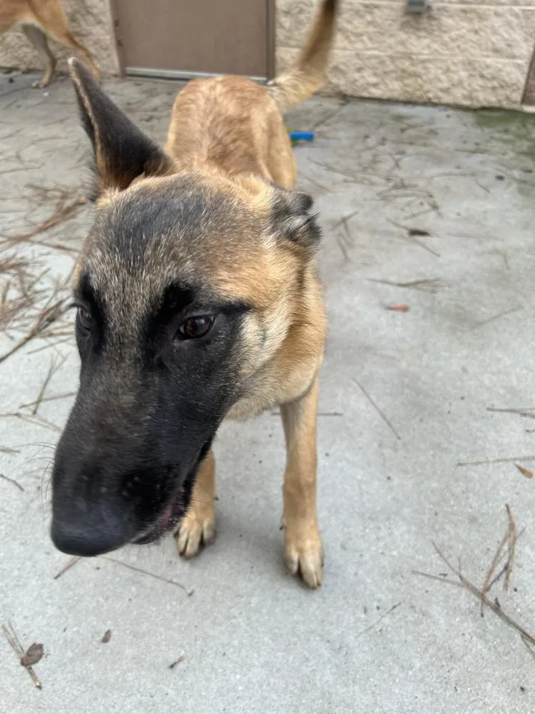 Foxy  Located In thumbnail 4