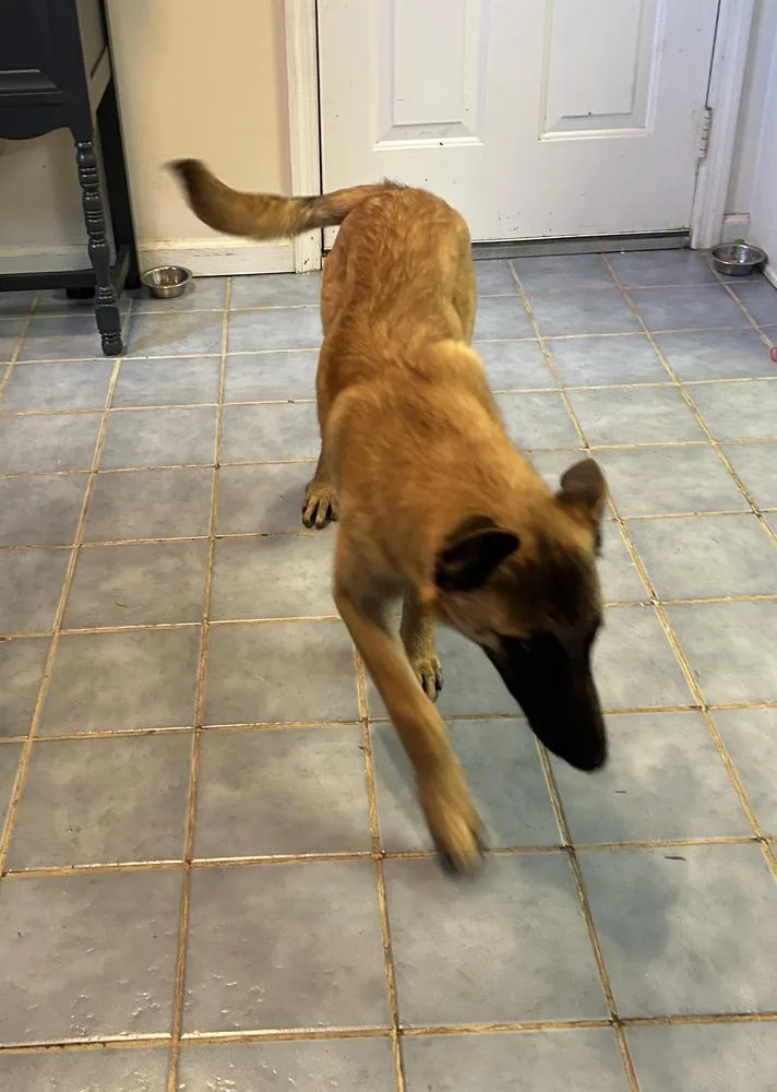 Foxy  Located In thumbnail 6