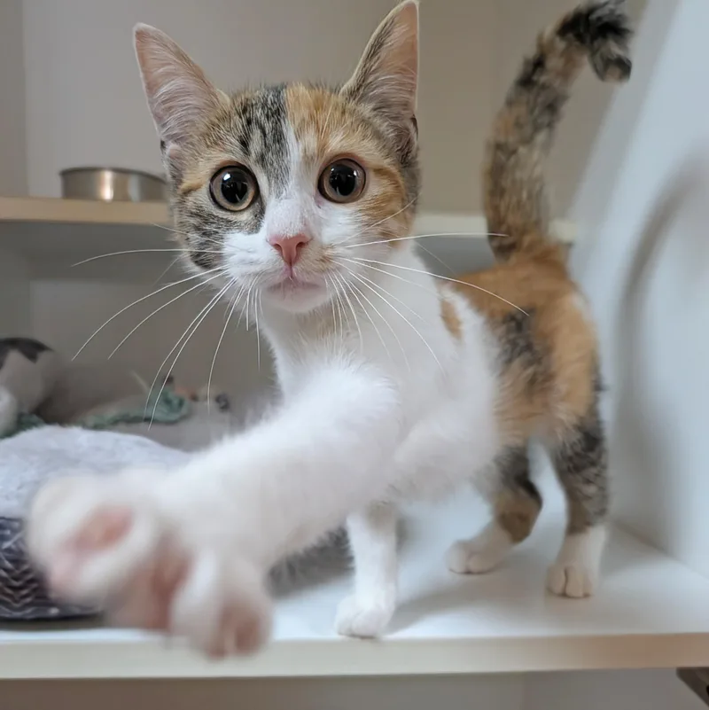 A baby medium-sized female Domestic Short Hair cat named Nyla for adoption in Accident, MD