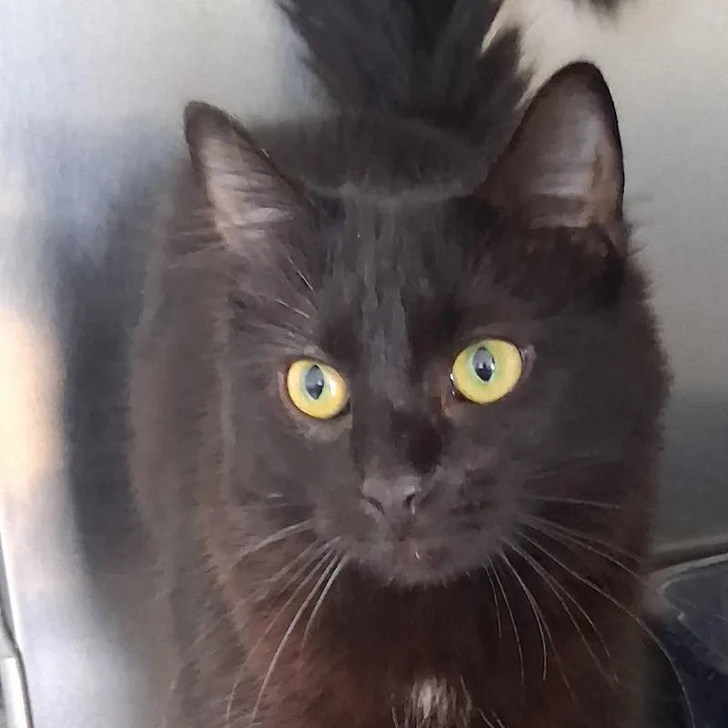 A young medium-sized female Black Domestic Long Hair cat named Charlotte for adoption in Fort Smith, AR