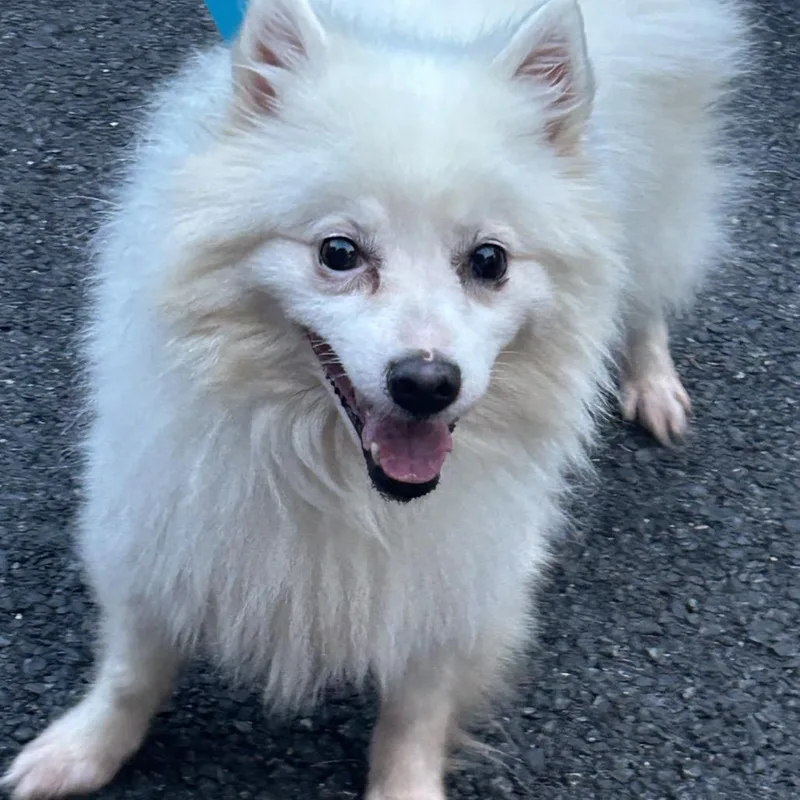 An adult small-sized female White / Cream Spitz dog named Foxy for adoption in Rockville, MD