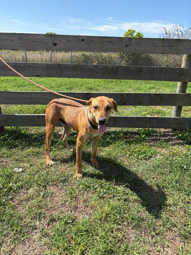 A young large-sized male Black Mouth Cur dog named Red for adoption in Wauchula, FL