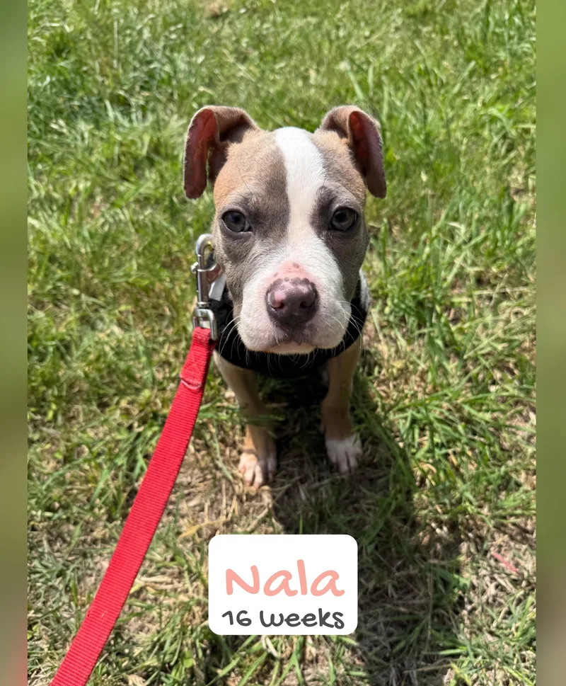 Nala Bear