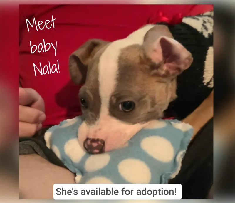 Nala Bear thumbnail 4