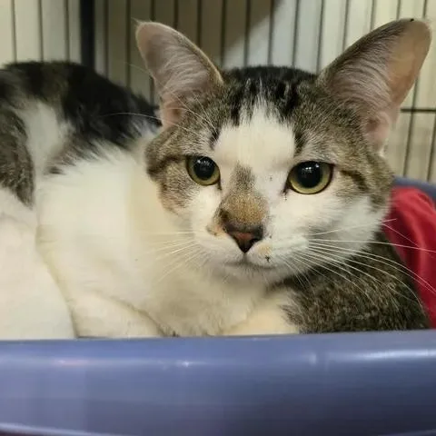 An adult medium-sized male Tabby (Gray / Blue / Silver) Domestic Short Hair cat named Ruffnut for adoption in Winthrop, ME