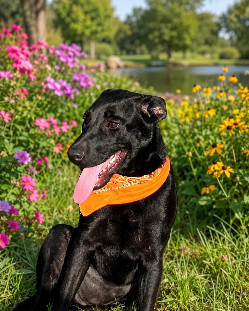 A baby medium-sized female Black Labrador Retriever dog named Charlotte  In CT for adoption in Willington, CT
