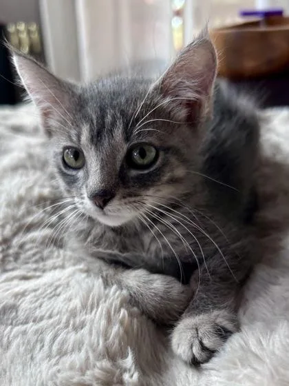 A baby small-sized female Domestic Short Hair cat named Kassie for adoption in Divide, CO