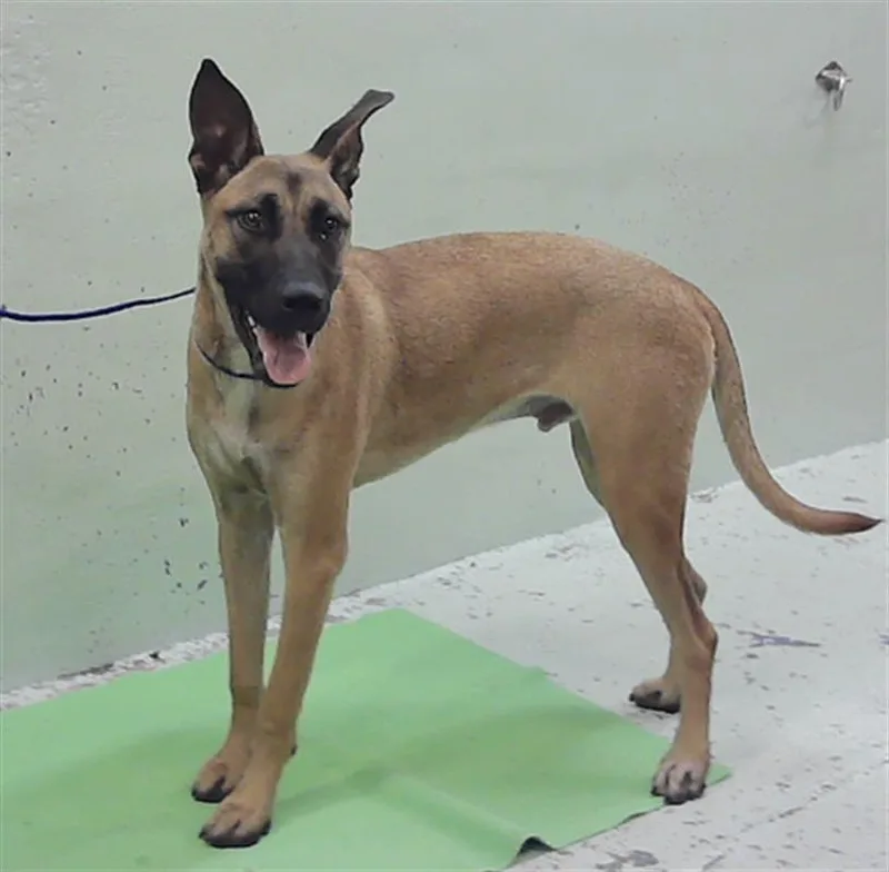 A young medium-sized male Labrador Retriever dog named Peanut for adoption in Houston, TX