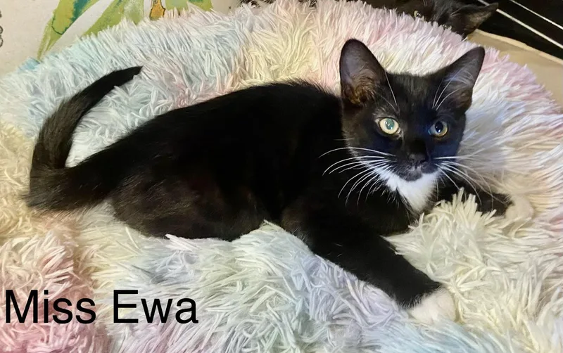 A baby medium-sized female Black & White / Tuxedo Domestic Short Hair cat named Miss Ewa for adoption in Maple Valley, WA