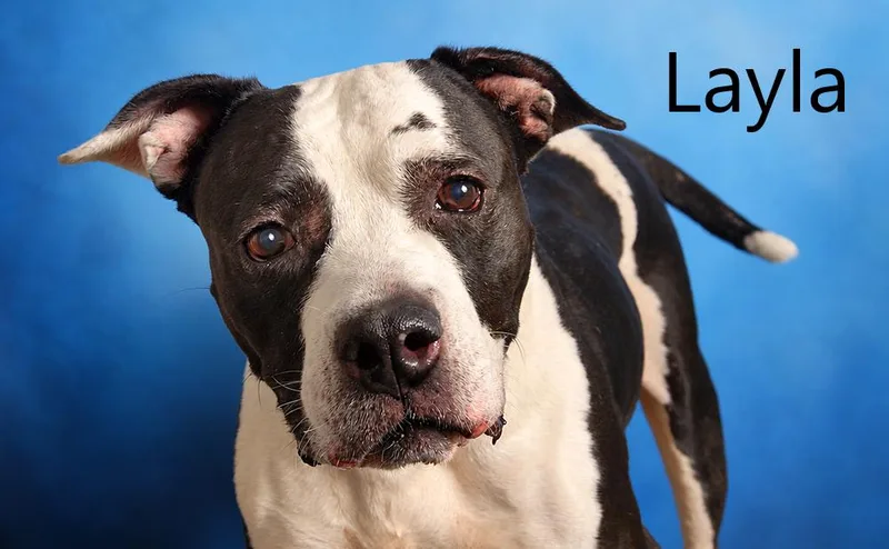 A senior large-sized female Black Pit Bull Terrier dog named Layla for adoption in Mount Vernon, OH