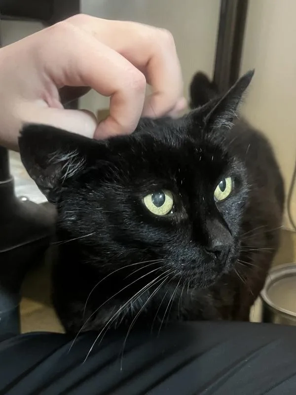 An adult small-sized male Domestic Short Hair cat named Borris for adoption in Santa Rosa, CA