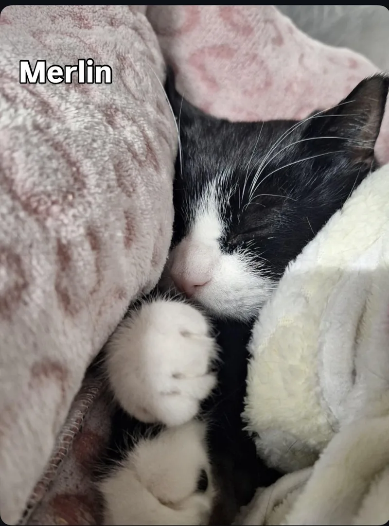 Merlin thumbnail 2