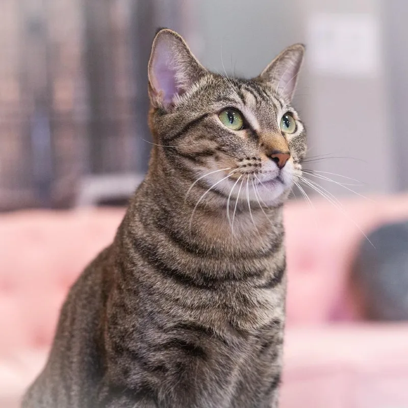 An adult medium-sized female Domestic Short Hair cat named Penelope for adoption in Ponte Vedra, FL