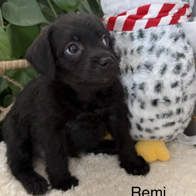 Remi