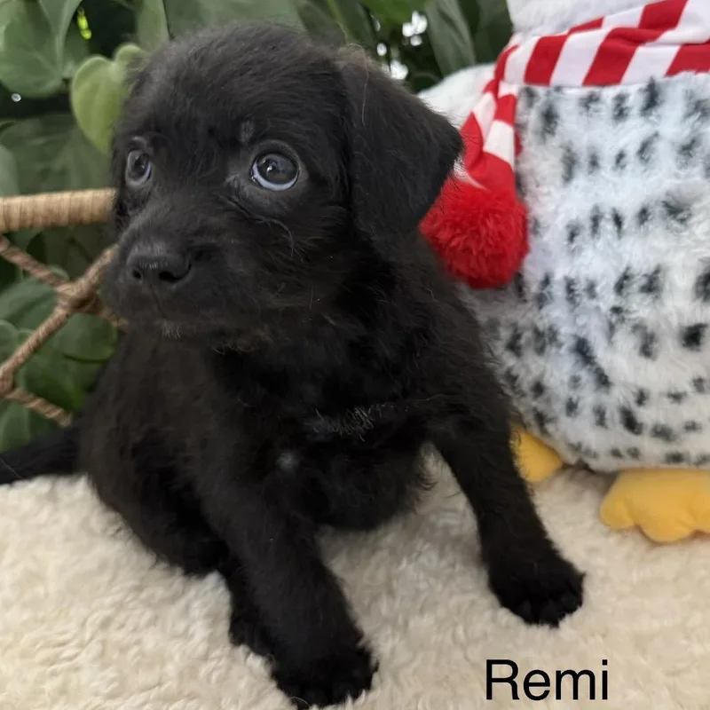 Remi thumbnail 3