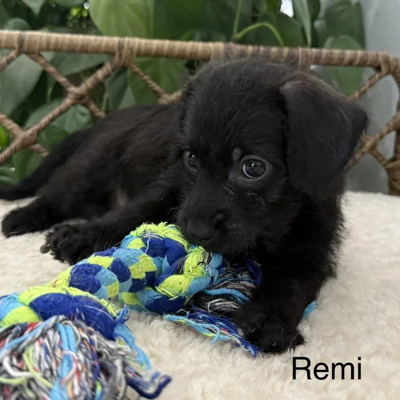 Remi thumbnail 4