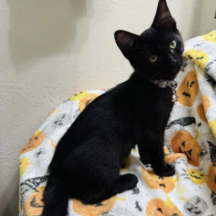 A baby small-sized male Black Domestic Short Hair cat named Moxie for adoption in Liverpool, TX