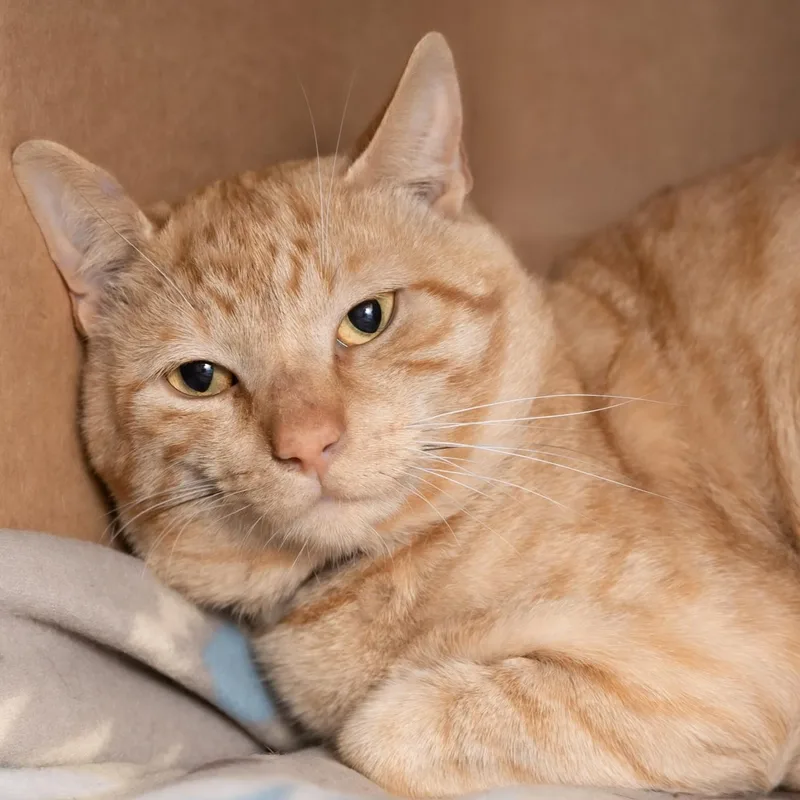 An adult large-sized male Tabby (Orange / Red) Domestic Short Hair cat named Greg for adoption in Victor, NY