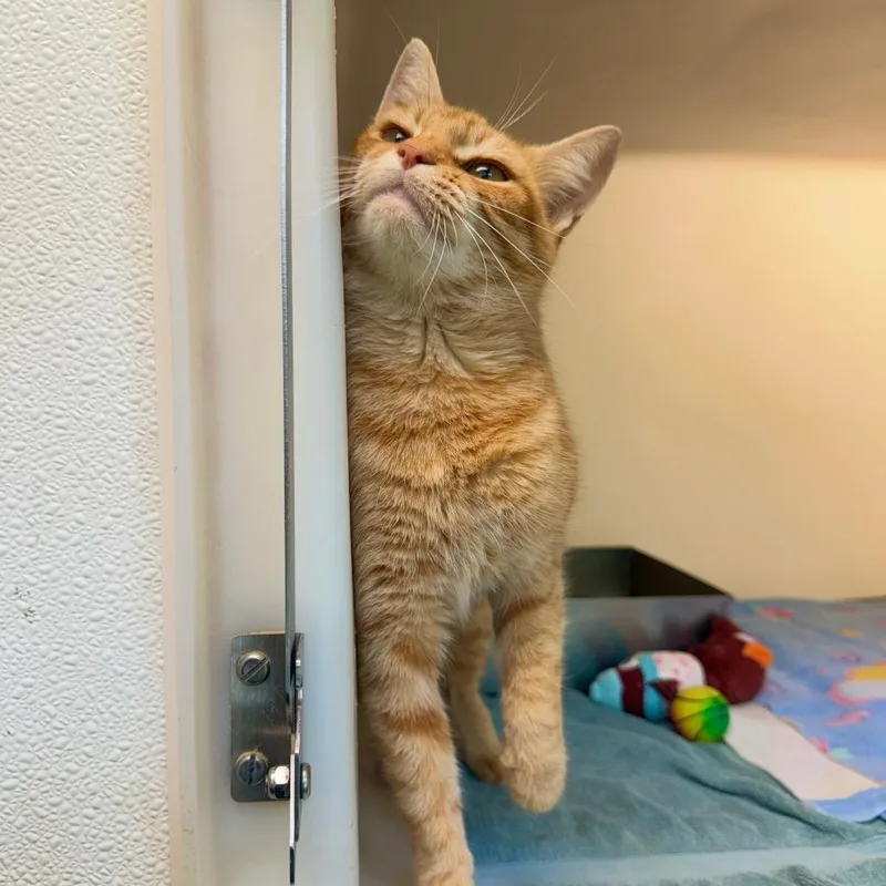 An adult medium-sized female Orange / Red Domestic Short Hair cat named Lavender for adoption in Harrisonburg, VA
