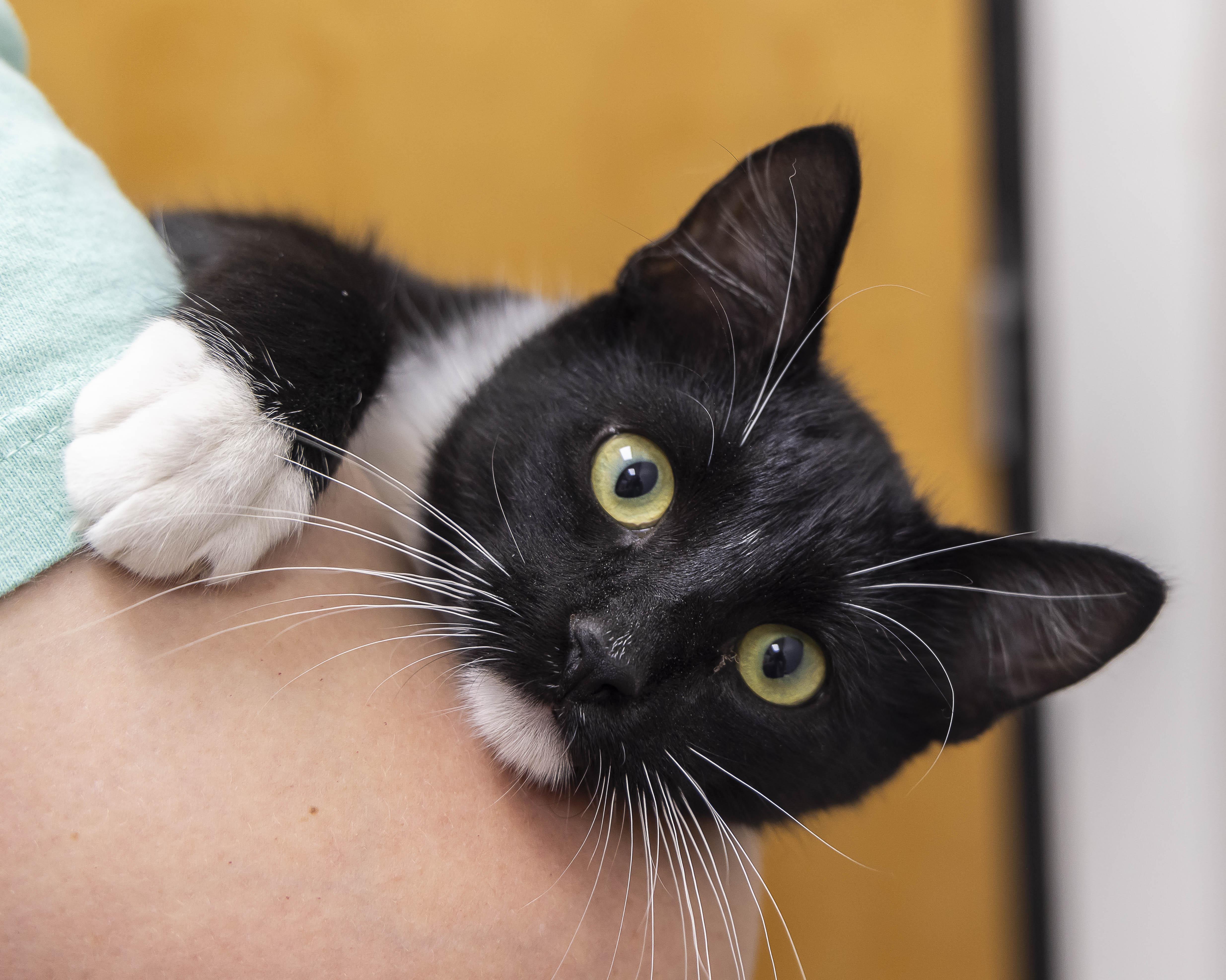A baby medium-sized male Black & White / Tuxedo Tuxedo cat named Scout for adoption in Millville, UT