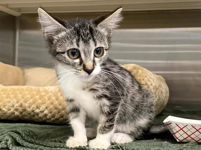 A baby small-sized female Domestic Short Hair cat named Mertle for adoption in Tustin, CA