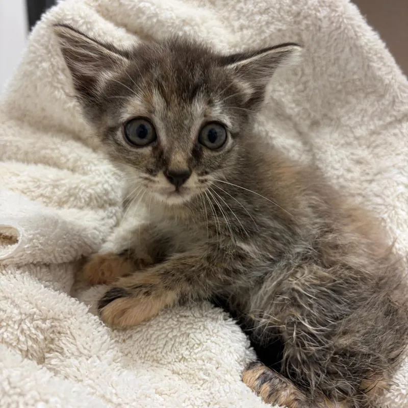 A baby small-sized female Gray / Blue / Silver Domestic Short Hair cat named Shadow for adoption in Lake Jackson, TX