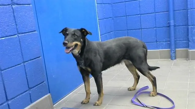 A young medium-sized female Doberman Pinscher dog named Fraya for adoption in Albuquerque, NM