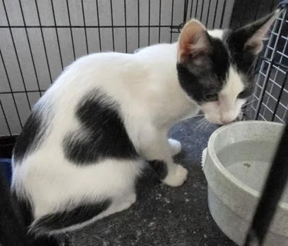 A young small-sized male Domestic Short Hair cat named Cupid for adoption in River Ridge, LA