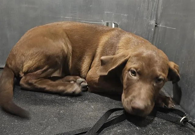 A baby medium-sized female Labrador Retriever dog named Ariel for adoption in San Antonio, TX
