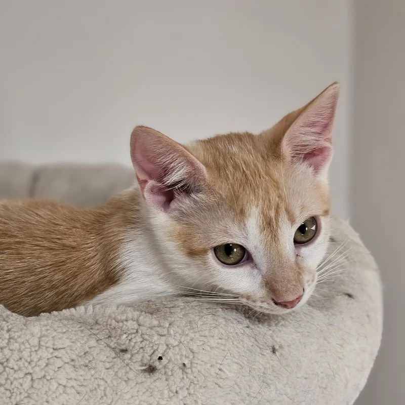 A baby medium-sized male Orange & White Domestic Short Hair cat named Boudin for adoption in Houston, TX
