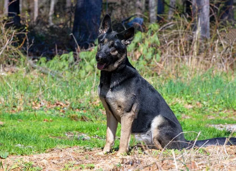 An adult large-sized female Black German Shepherd Dog dog named Roxie for adoption in Wayland, MA
