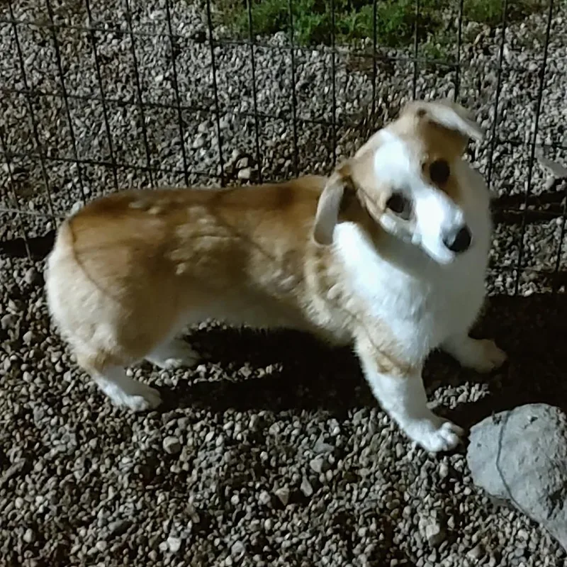 An adult small-sized female Corgi dog named Corgette for adoption in Ada, MN