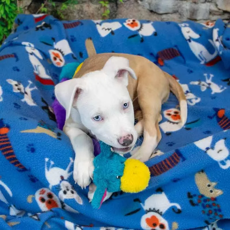 A baby large-sized male Bulldog dog named Truett for adoption in Kennesaw, GA