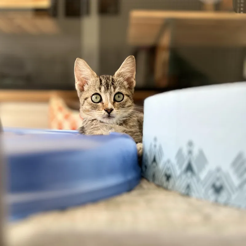 A baby medium-sized male Domestic Medium Hair cat named Phoenix for adoption in New Bern, NC