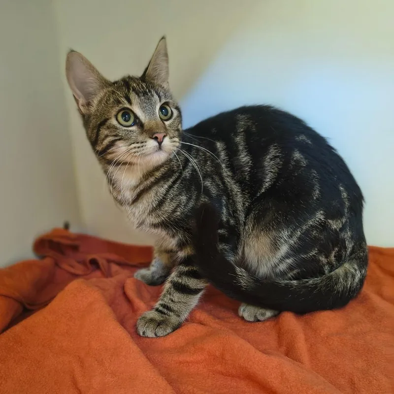 A young medium-sized male Brown / Chocolate Domestic Short Hair cat named Cosmic Brownie for adoption in Tulsa, OK
