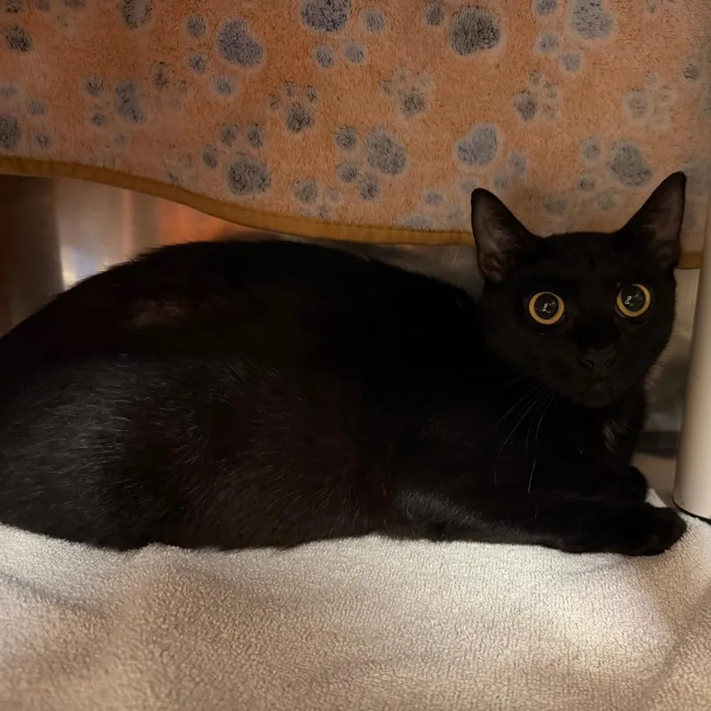 A young medium-sized female Domestic Short Hair cat named "Frankelda" for adoption in Perkiomenville, PA