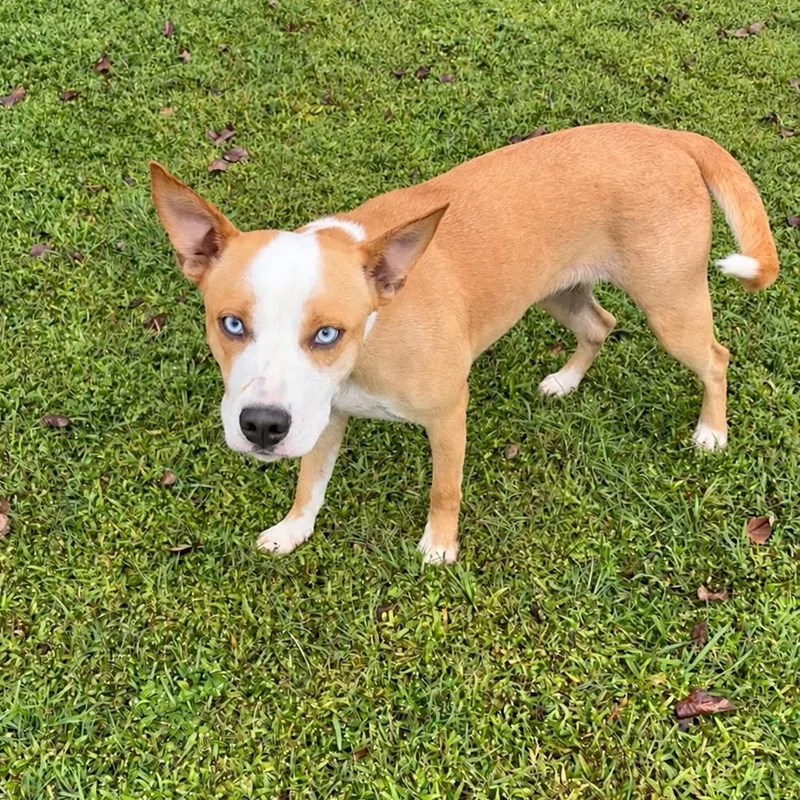 A young medium-sized female Yellow / Tan / Blond / Fawn Husky dog named Daisy for adoption in Valdosta, GA