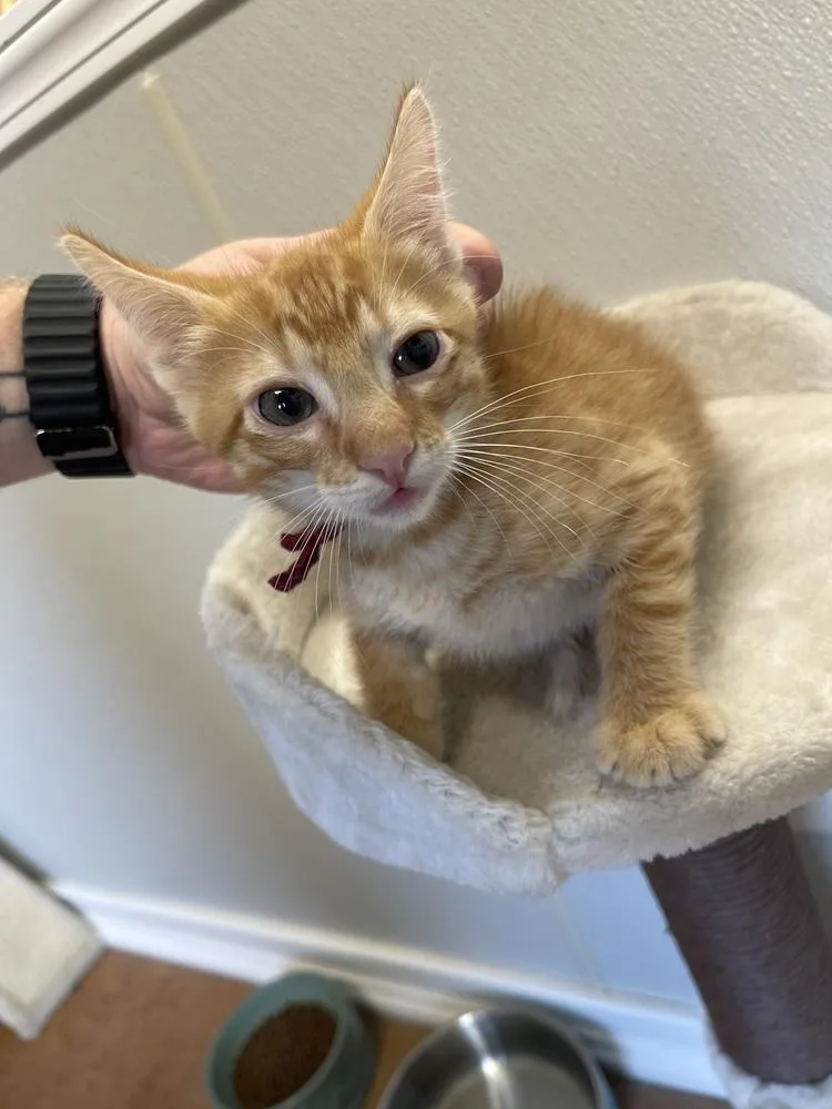 A baby medium-sized male Domestic Short Hair cat named Skipper for adoption in Bolivar, MO