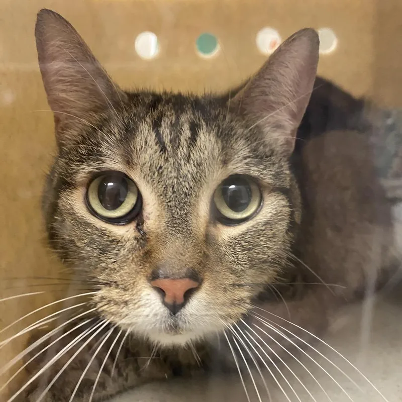 An adult medium-sized male Gray / Blue / Silver American Shorthair cat named Thor for adoption in Reno, NV