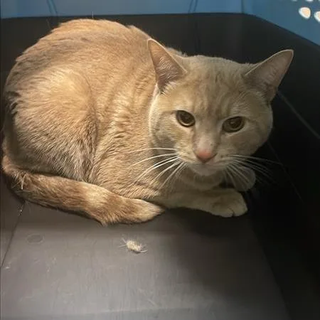 An adult large-sized male Buff / Tan / Fawn Domestic Short Hair cat named Cantaloupe for adoption in Tacoma, WA