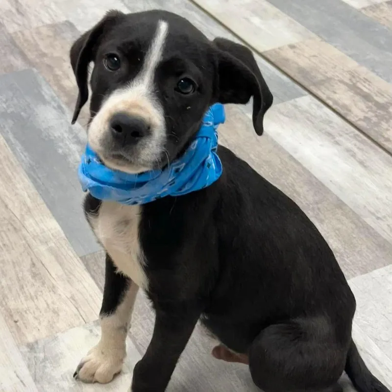 A baby small-sized male Black Mixed Breed dog named Joey for adoption in Austin, TX
