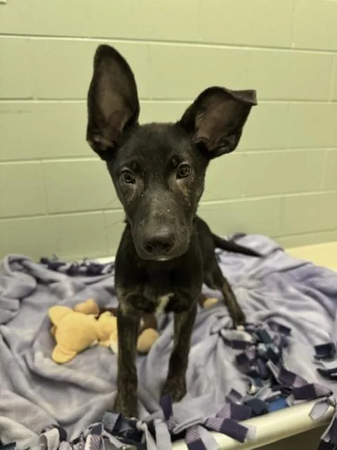 A baby small-sized male Black Shepherd dog named King Cobra for adoption in Kalamazoo, MI