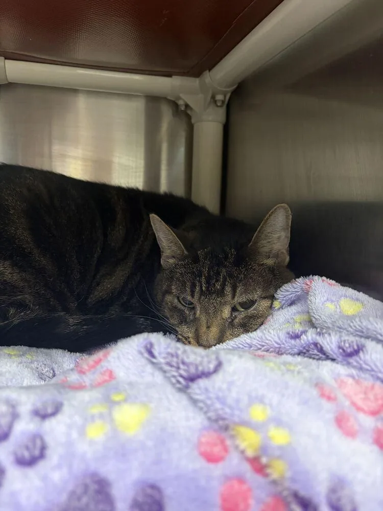 A senior large-sized male Brown / Chocolate Domestic Short Hair cat named Gregory for adoption in Bowling Green, OH